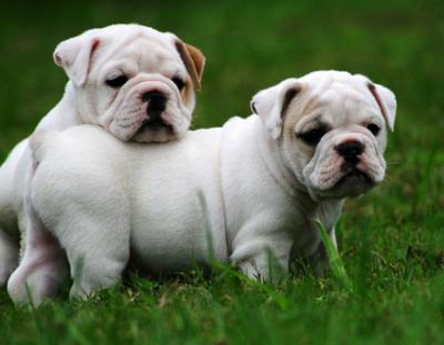 cute english bulldog puppies