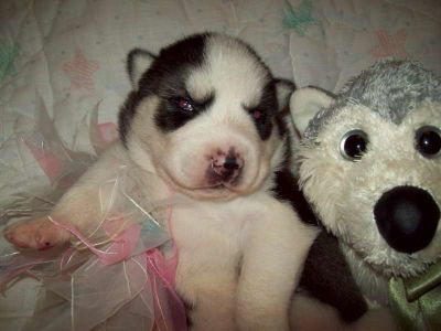 AKC Siberian Husky Puppies