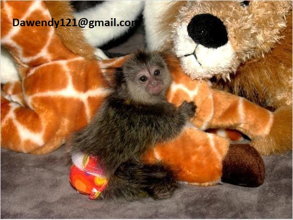 Socialized finger baby, marmoset monkeys for sale