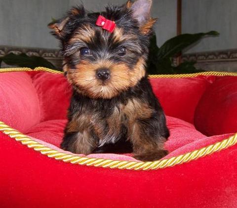 Well trained Yorkie puppies 