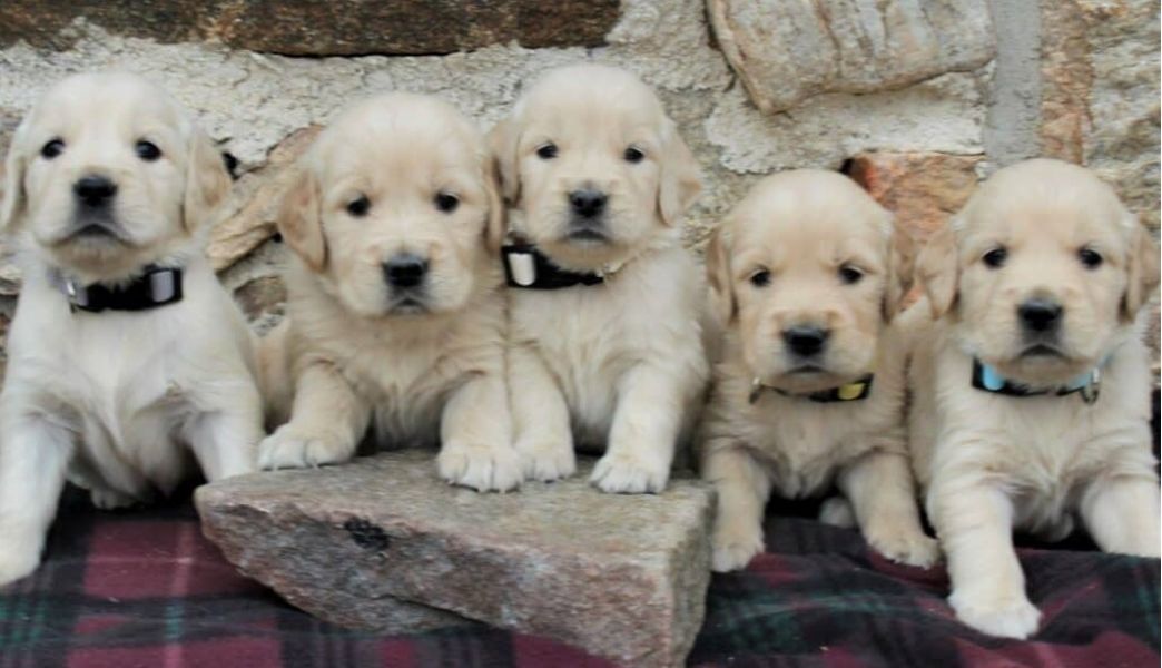 Beautiful KC registered Golden Retriever Puppies