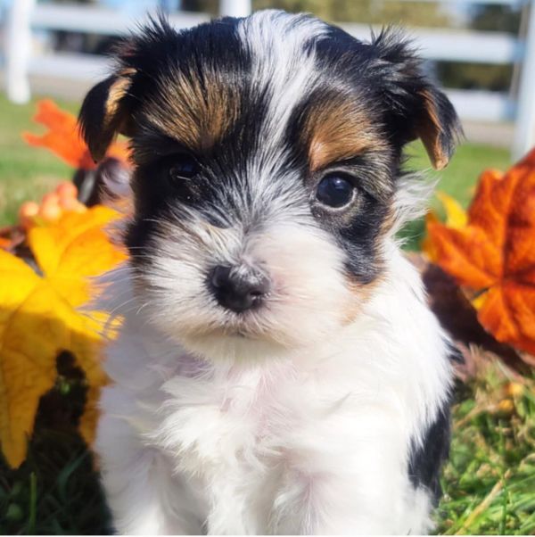 Yorkie Puppies For Sale Near Me 