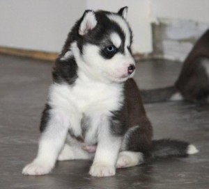 download champion bloodline husky download champion bloodline husky