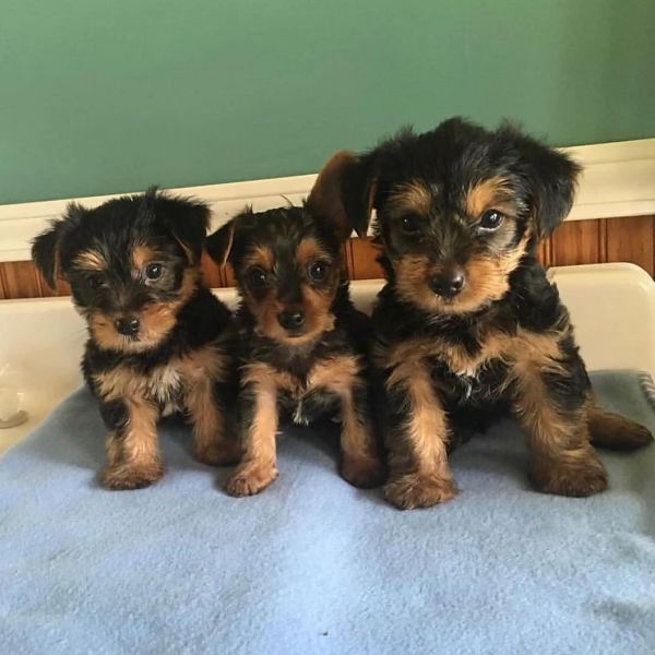 Yorkie puppies available 