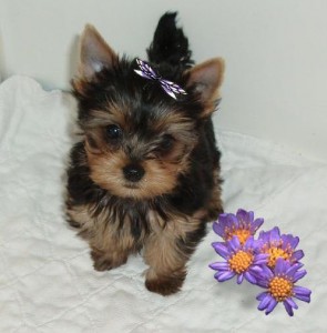 Cute and loving Yorkie puppies for adoption.