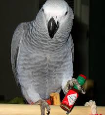 African Grey for Sale