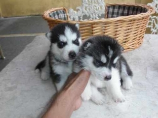 Siberian Husky Pups