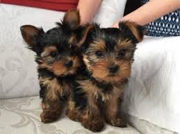 Ready Now Teacup Yorkie Puppies Available For New Hoes Now.