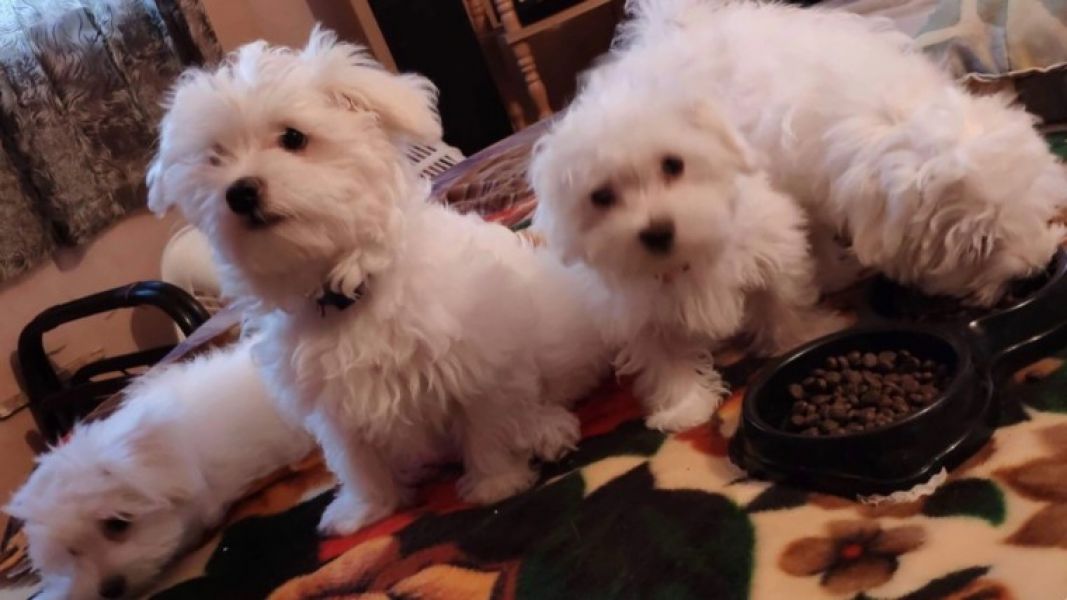 Akc Registered Maltese puppies available for Sale