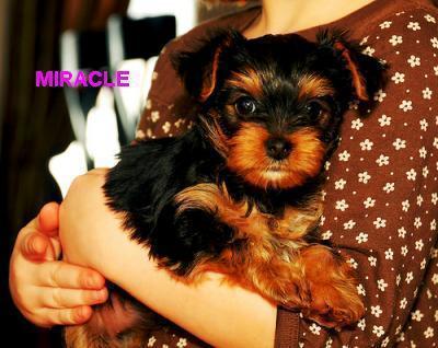 Extremely cute teacup yorkie puppies for free adoption