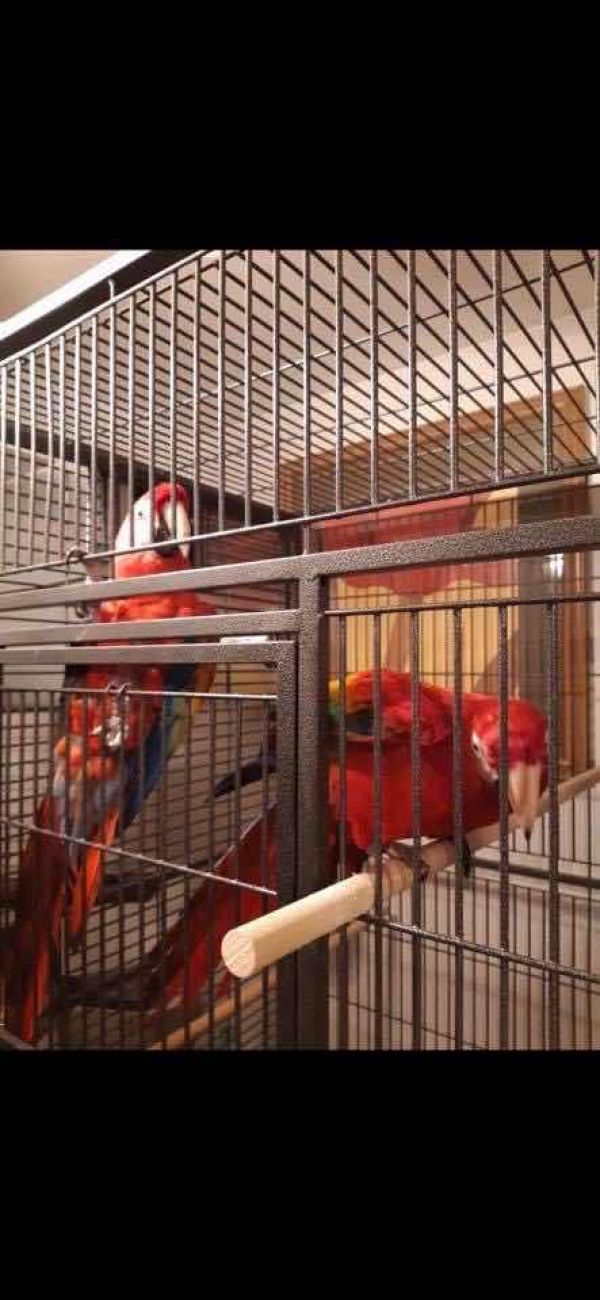 Parrots and parrot eggs for sale