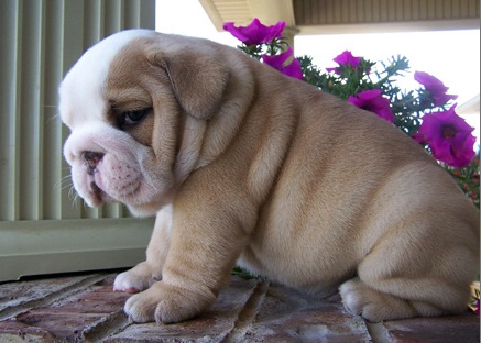 Akc young male and female english bulldog pups available now for sale
