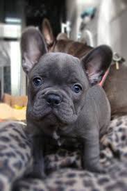 Blue Frenchies Available Now.