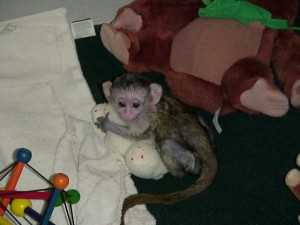 BABY/FEMALE CUTE CAPUCHIN MONKEY AVAILABLE NOW(patricia_babies@yahoo.com)