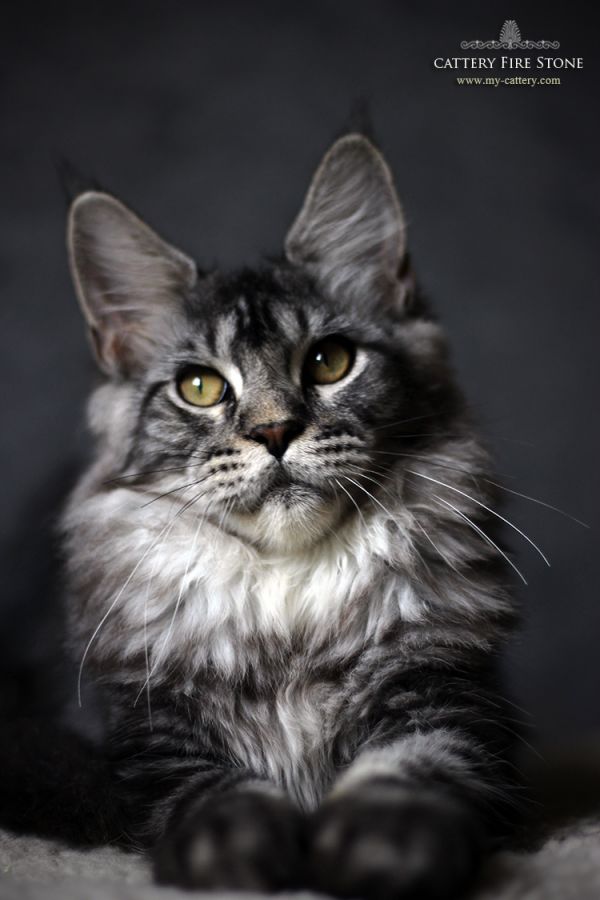 Maine coon kitten, color ns 22 + VIDEO