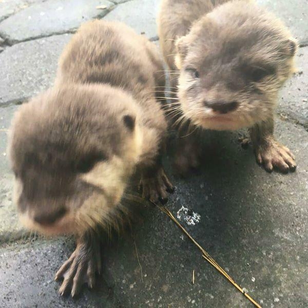 Lovely Otters available