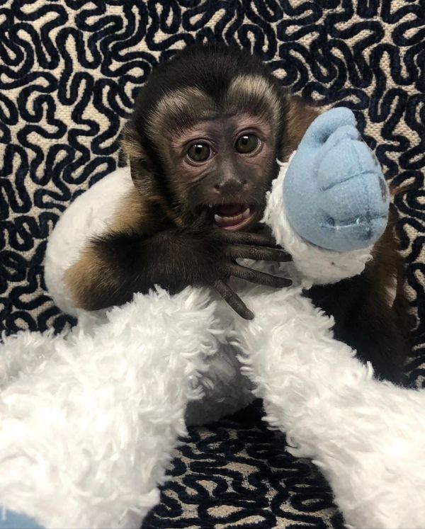  Capuchin Monkey for sale