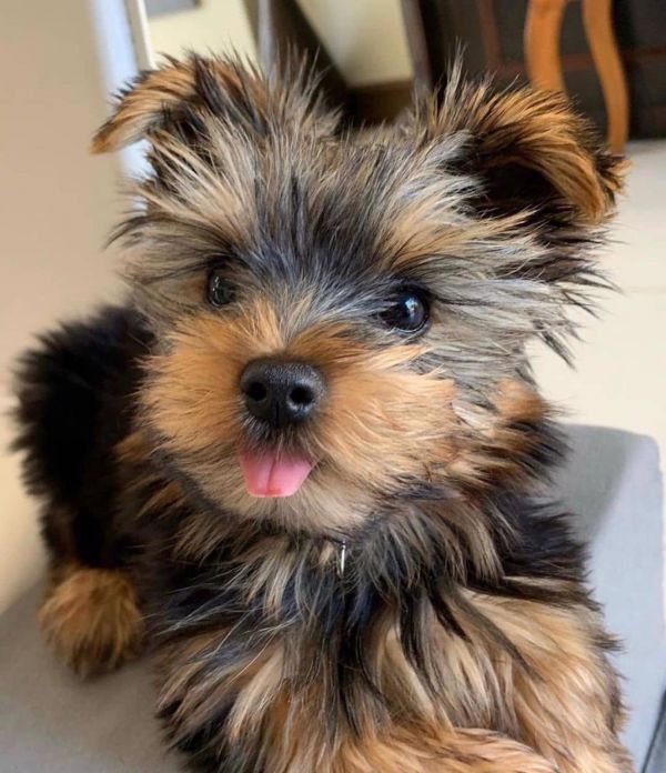 Teacup Yorkie Puppies available for Rehoming..Text..+1‪(661) 438-8352‬