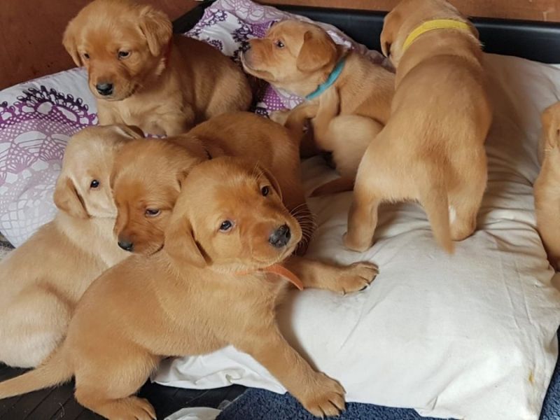 Labrador Retriever  Puppies 