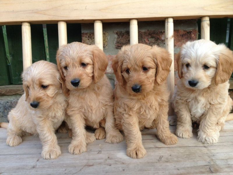 Toy Poodle Puppies Available
