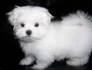 Teacup Maltese Puppies for Sale