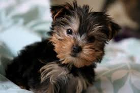 Pure/Mixed Breed Yorkie Puppies..