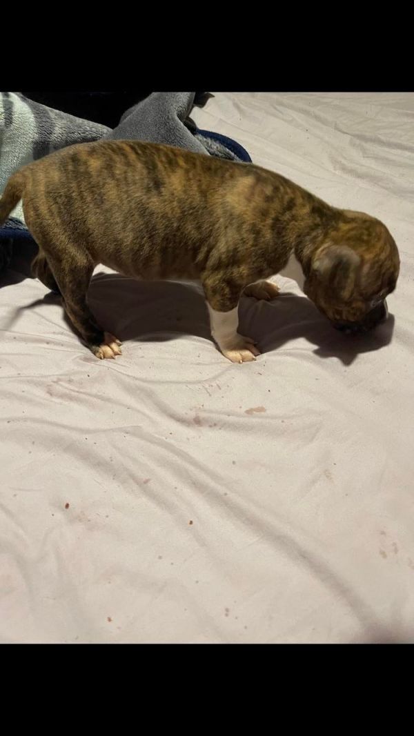  pitbull puppies for adoption