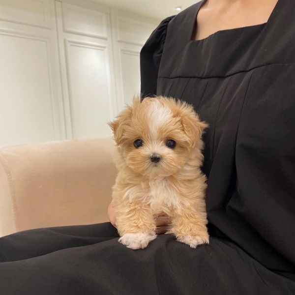 Angelic Maltipoo  Puppies Available