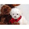 Maltese puppies