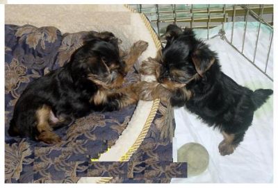 yorkie puppies for free in utah tea cup yorkie puppies for free adoption yorkie puppies for free in utah tea cup yorkie puppies for free adoption