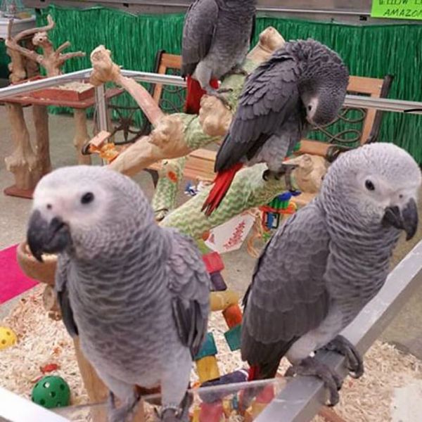 Congo African grey for sale