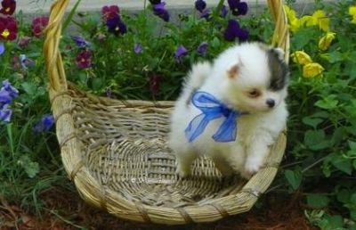 Gorgeous tiny exotic teacup pomeranian puppies for free adoption