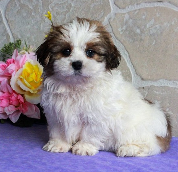 Clean Shih Tzu Puppies For Sale