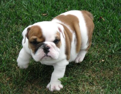 ENGLISH BULLDOG PUPPIES FOR FREE