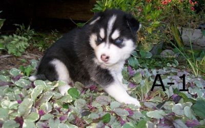 AKC/CKC REG. SIBERIAN HUSKY PUPPIES