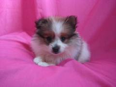 Healthy pomeranian puppies for new homes