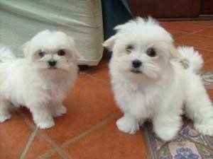 Cute and adorable male and female maltese puppies for adoption now!!!