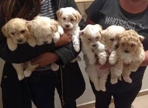 Maltipoo Puppies Ready Now 