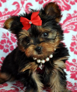 Micro Pocket Teacup Yorkie For Adoption Text 208-266-7525