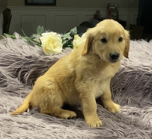 Goldern REtreiver  Puppies Available  for sale