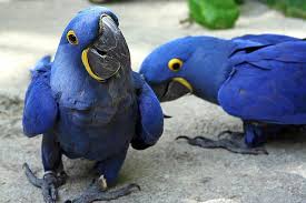 Hyacinth Parrots