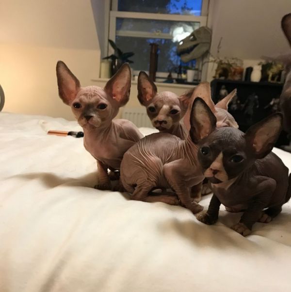 Sphynx Kittens For Sale