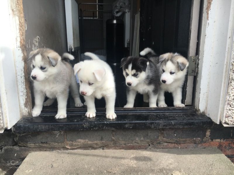 Siberian husky puppies available for sale