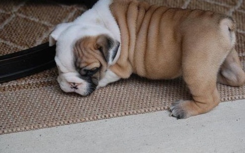Available English Bulldog Puppies Ready Now.