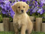 Charming male and female Labrador  puppies for adoption