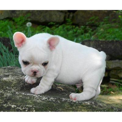 adorable french bull dog for you all