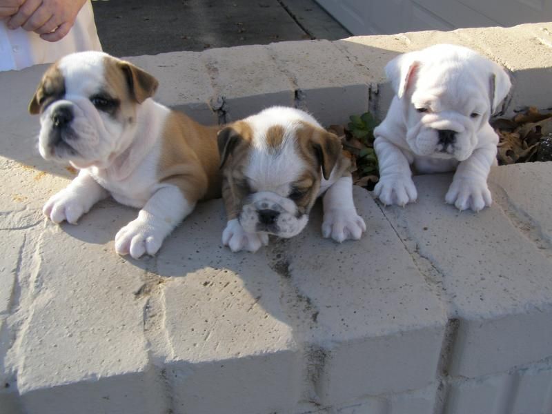 Cute and Adorable outstanding English Bulldog puppies 