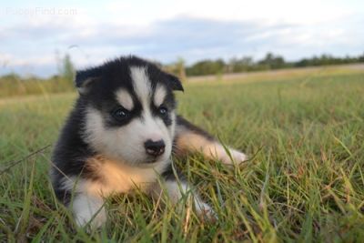 Affordable Siberian Husky puppies for good home