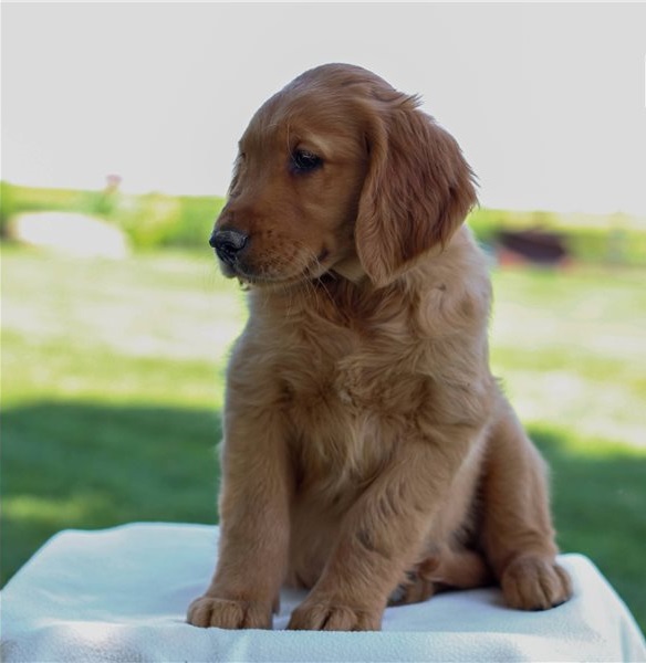 Fantastic golden retriever puppies is available for sale