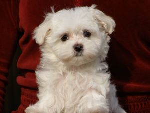 Champion AKC Tiny Maltese Puppies available